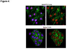 ChIPAb+ FOXA1 Antibody from rabbit, purified by affinity chromatography