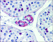 Anti-KIF13B antibody produced in rabbit affinity isolated antibody