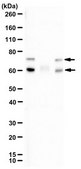 Anti-Phospho-Lamin A/C (Ser404) from rabbit