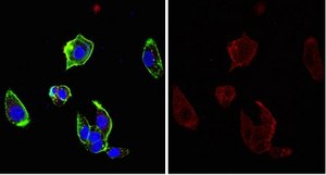 Anti-Claudin-1/CLDN1 Antibody, clone 7A5 clone 7A5, from mouse