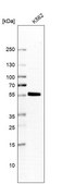 Anti-SAMSN1 antibody produced in rabbit Prestige Antibodies® Powered by Atlas Antibodies, affinity isolated antibody, buffered aqueous glycerol solution
