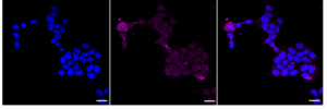 Anti-phospho-Protein Kinase D2 (Ser876) Antibody, clone 24GB1655, Rabbit Monoclonal clone 24GB1655, recombinant rabbit monoclonal, expressed in HEK293 cells