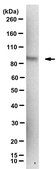 Anti-phospho EZH2 (Thr345)