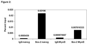 ChIPAb+ Sox-2, clone 6F1.2 - ChIP Validated Antibody and Primer Set clone 6F1.2, from mouse