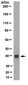 Anti-Eri1/Exoribonuclease 1 Antibody, clone 5G8 clone 5G8, from rat