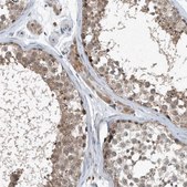 Anti-SCFD2 antibody produced in rabbit Prestige Antibodies® Powered by Atlas Antibodies, affinity isolated antibody, buffered aqueous glycerol solution
