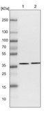 Anti-AKR1A1 antibody produced in rabbit Prestige Antibodies® Powered by Atlas Antibodies, affinity isolated antibody, buffered aqueous glycerol solution