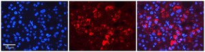 Anti-TAPBP antibody produced in rabbit affinity isolated antibody