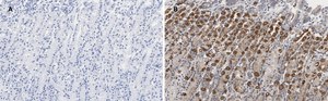 Anti-IKB α Antibody, clone 6O8, ZooMAb® Rabbit Monoclonal recombinant, expressed in HEK 293 cells