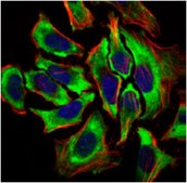 Anti-HAS2, clone 4E7 Antibody clone 4E7, from mouse