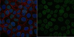 Anti-Lamin A/C Antibody, clone 2E8.2 Antibody, Alexa Fluor™ 488 Conjugate clone 2E8.2, from mouse, ALEXA FLUOR™ 488