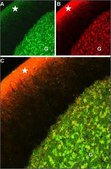 Anti-GABAA Receptor (α1 subunit) antibody produced in rabbit affinity isolated antibody