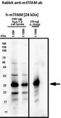 Anti-TFAM serum, from rabbit