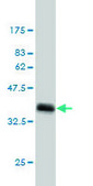 Monoclonal Anti-PPARBP antibody produced in mouse clone 2A2, purified immunoglobulin, buffered aqueous solution
