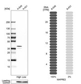 Anti-MAPRE2 antibody produced in rabbit Prestige Antibodies® Powered by Atlas Antibodies, affinity isolated antibody, buffered aqueous glycerol solution