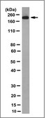 Anti-Clathrin Heavy Chain Antibody, clone 6F10.1 clone 6F10.1, from mouse