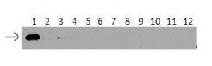 Anti-UBE2D1 antibody produced in rabbit IgG fraction of antiserum