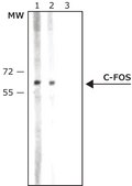 Anti-c-Fos antibody produced in rabbit IgG fraction of antiserum, buffered aqueous solution