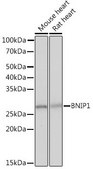 Anti-BNIP1 antibody produced in rabbit