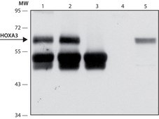 Anti-HOXA3 antibody produced in rabbit ~1.0 mL/mL, affinity isolated antibody