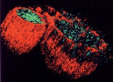 Anti-Na+/H+ Exchanger-3 Antibody, isoform NHE3, clone 4F5 clone 4F5, Chemicon®, from mouse