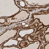 Anti-ZFAND1 antibody produced in rabbit Prestige Antibodies® Powered by Atlas Antibodies, affinity isolated antibody, buffered aqueous glycerol solution