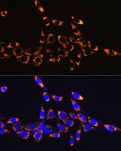 Anti-HSP60/HSPD1 antibody produced in rabbit