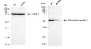 KD-Validated Anti Adiponectin receptor 1 Antibody, clone 23GB3150, Rabbit Monoclonal clone 23GB3150, recombinant rabbit monoclonal, expressed in HEK293 cells