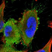 Anti-LRRIQ3 antibody produced in rabbit Prestige Antibodies® Powered by Atlas Antibodies, affinity isolated antibody, buffered aqueous glycerol solution, ab2