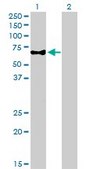 Monoclonal Anti-CAMKK1 antibody produced in mouse clone 1F6, purified immunoglobulin, buffered aqueous solution