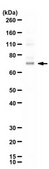 Anti-ZKSCAN3 (Zf47) from rabbit, purified by affinity chromatography