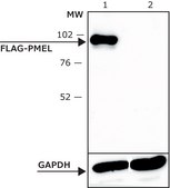 ANTI-FLAG® M2 antibody, Mouse monoclonal Clone M2, purified from hybridoma cell culture in bioreactor
