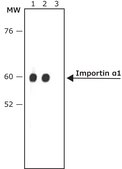 Anti-Rat IgG (whole molecule)−Peroxidase antibody produced in rabbit IgG fraction of antiserum, buffered aqueous solution
