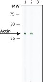 Monoclonal Anti-Rabbit Immunoglobulins–Biotin antibody produced in mouse clone RG-16, purified immunoglobulin, buffered aqueous solution