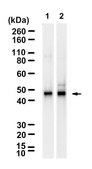 Anti-POU2F3 Antibody, clone 1L11 ZooMAb® Rabbit Monoclonal recombinant, expressed in HEK 293 cells