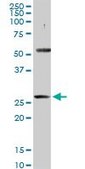 Anti-PACRG antibody produced in rabbit purified immunoglobulin, buffered aqueous solution