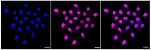 KD-Validated Anti Tripartite motif containing 24 Antibody, clone 23GB4235, Rabbit Monoclonal clone 23GB4235, recombinant rabbit monoclonal, expressed in HEK293 cells
