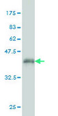 Monoclonal Anti-YBX1 antibody produced in mouse clone 4F12, purified immunoglobulin, buffered aqueous solution
