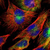 Anti-DUSP8 antibody produced in rabbit Prestige Antibodies® Powered by Atlas Antibodies, affinity isolated antibody, buffered aqueous glycerol solution