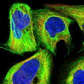 Anti-BICDL2 antibody produced in rabbit Prestige Antibodies® Powered by Atlas Antibodies, affinity isolated antibody, buffered aqueous glycerol solution