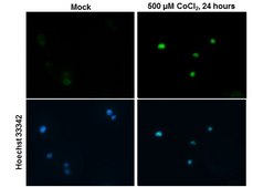 Monoclonal Anti-HIF2 alpha antibody produced in mouse clone GT125, affinity isolated antibody