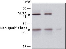 Anti-Sirt7 antibody produced in rabbit affinity isolated antibody, buffered aqueous solution