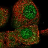 Anti-CPNE3 antibody produced in rabbit affinity isolated antibody, buffered aqueous glycerol solution