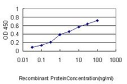 Monoclonal Anti-LRRFIP1 antibody produced in mouse clone 4E11, purified immunoglobulin, buffered aqueous solution