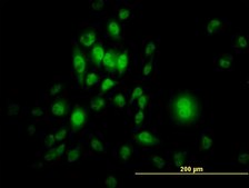 Monoclonal Anti-SP1 antibody produced in mouse clone 4C8, purified immunoglobulin, buffered aqueous solution
