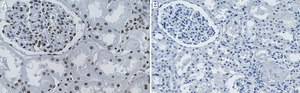 Anti-ZRSR2 Antibody, clone 1G16 ZooMAb® Rabbit Monoclonal recombinant, expressed in HEK 293 cells