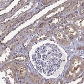 Anti-FGF9 Prestige Antibodies® Powered by Atlas Antibodies, affinity isolated antibody