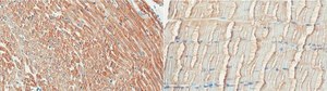 Anti-Desmin Antibody, clone 4C12.1 clone 4C12.1, from mouse