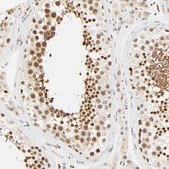 Anti-DAZAP1 antibody produced in rabbit Ab2, Prestige Antibodies® Powered by Atlas Antibodies, affinity isolated antibody, buffered aqueous glycerol solution