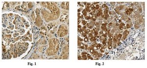 Anti-GPC3 Antibody, clone 9C2 ascites fluid, clone 9C2, from mouse